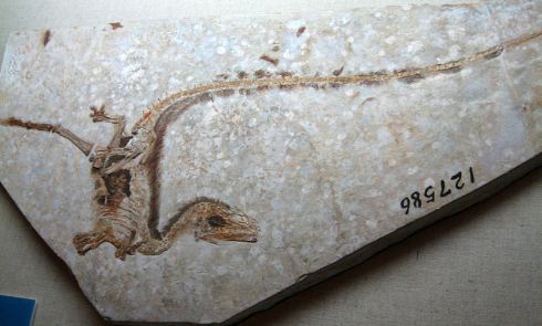 800px-sinosauropteryxfossil